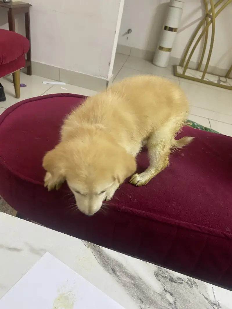 Puppy playfull golden retriever — photo 4