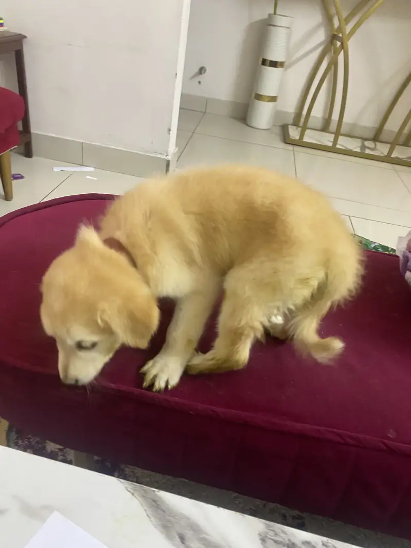 Puppy playfull golden retriever — photo 5