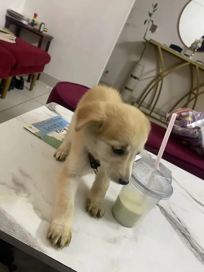 Puppy playfull golden retriever — photo 6