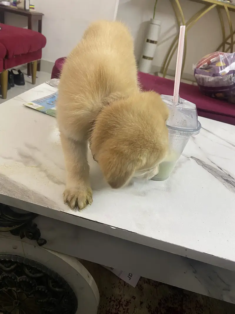 Puppy playfull golden retriever — photo 7