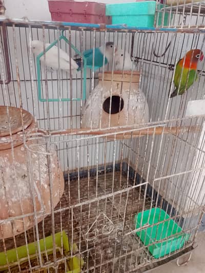 2 Pair birds