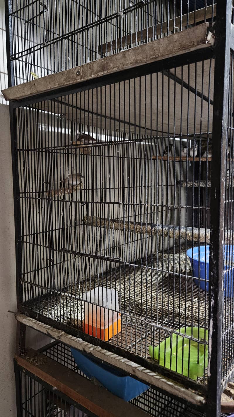 Cages 1