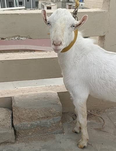 white Eyes Tedda with pointed ear for sale