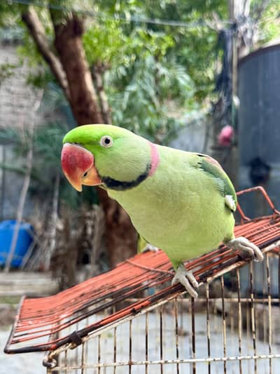 Male Raw Pahari Parrot  | Talking Mithu | Tamed & Human Friendly