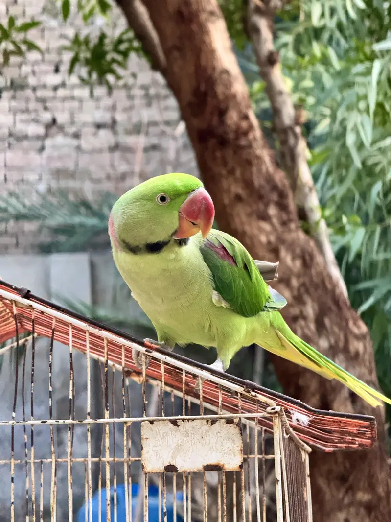 Male Raw Pahari Parrot  | Talking Mithu | Tamed & Human Friendly — photo 2