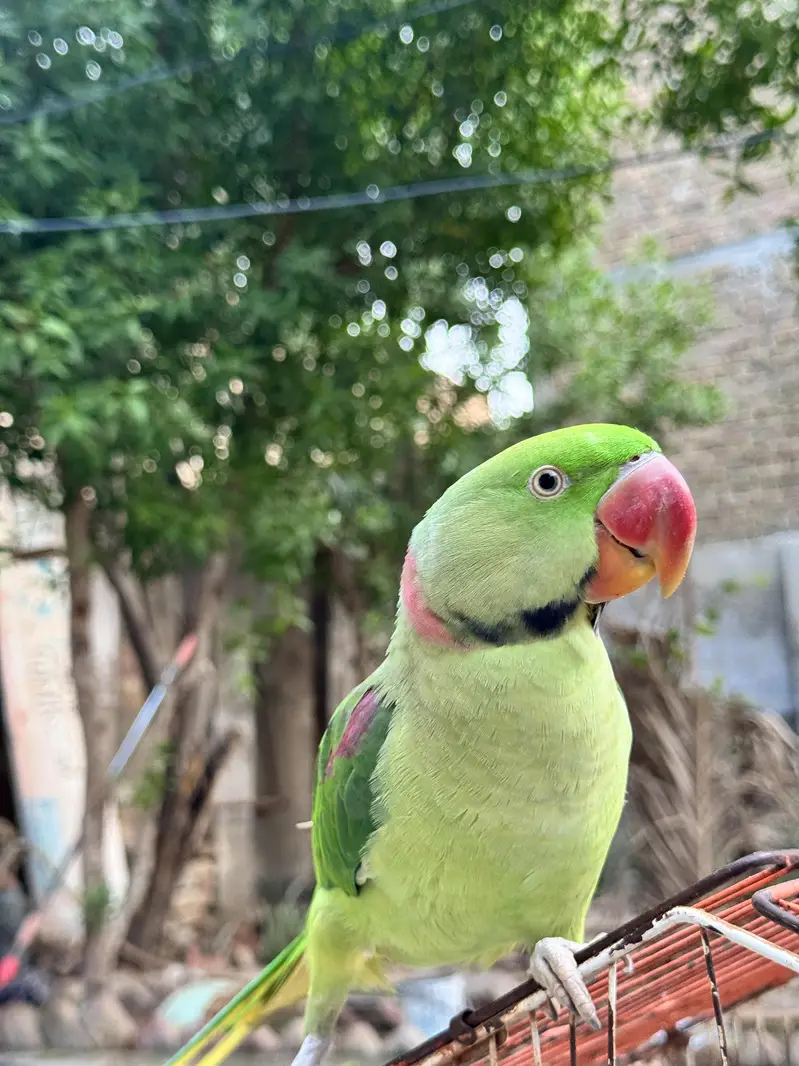 Male Raw Pahari Parrot  | Talking Mithu | Tamed & Human Friendly — photo 3