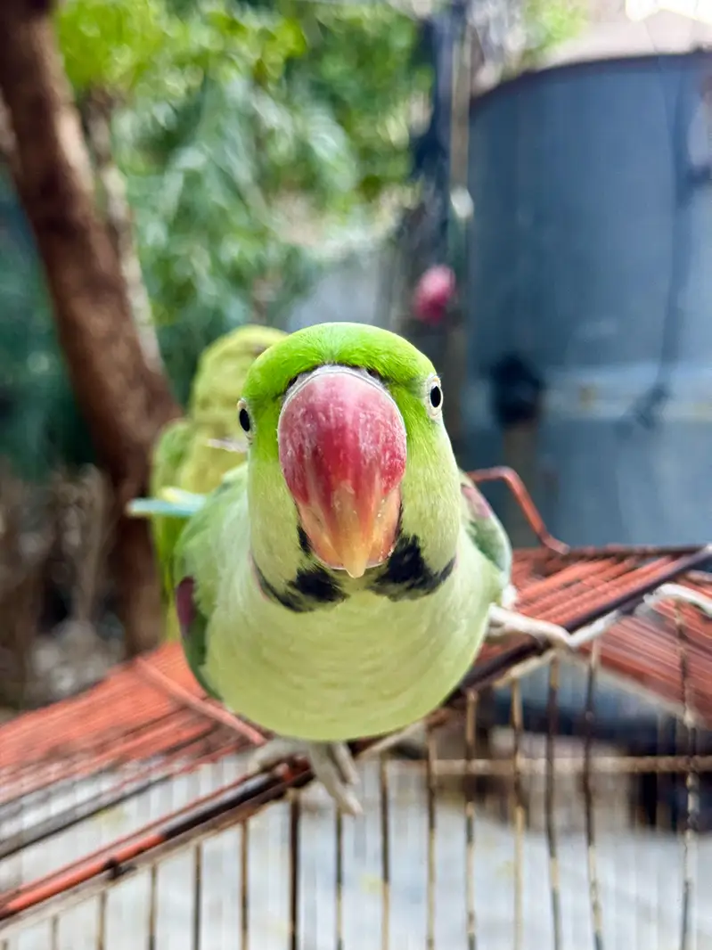 Male Raw Pahari Parrot  | Talking Mithu | Tamed & Human Friendly — photo 4