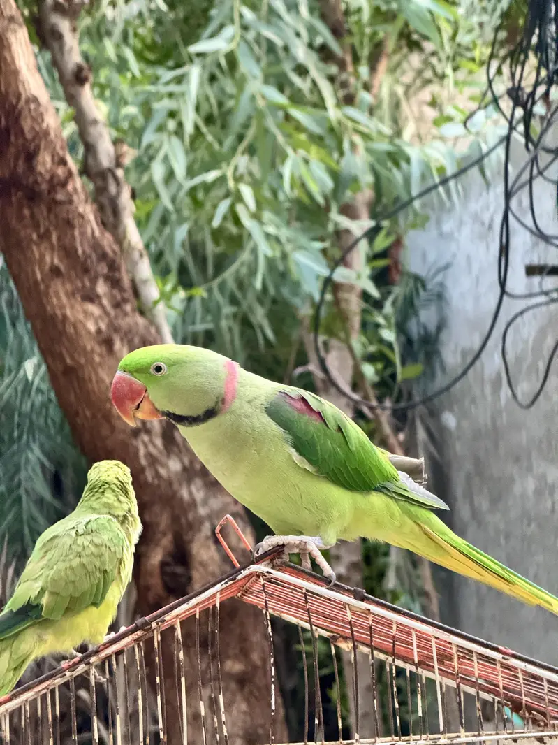Male Raw Pahari Parrot  | Talking Mithu | Tamed & Human Friendly — photo 5
