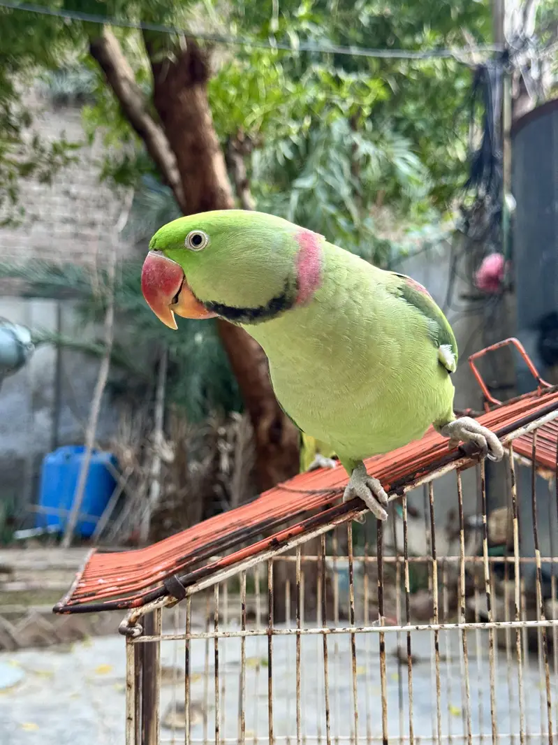 Male Raw Pahari Parrot  | Talking Mithu | Tamed & Human Friendly — photo 6