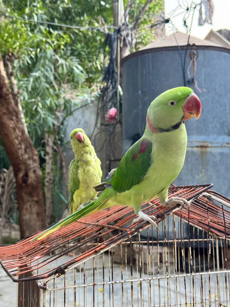 Male Raw Pahari Parrot  | Talking Mithu | Tamed & Human Friendly — photo 7