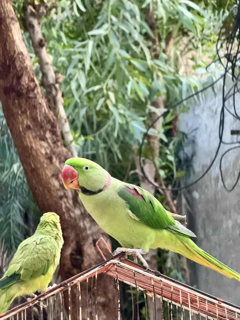 Male Raw Pahari Parrot  | Talking Mithu | Tamed & Human Friendly — photo 8