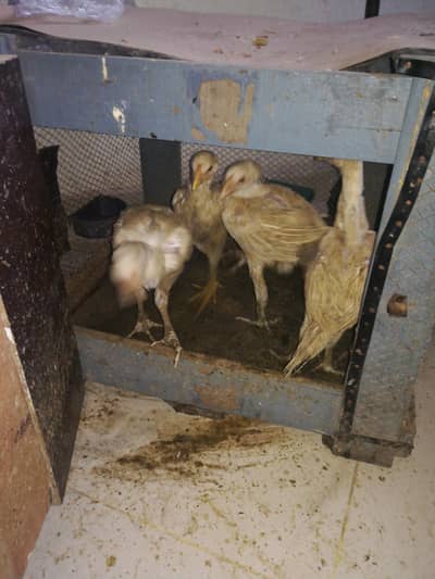 aseel heera thai cross breed,, one month chick
