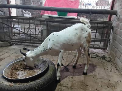 barbari bari teda tedda teddy goat sheep female bakri bakra