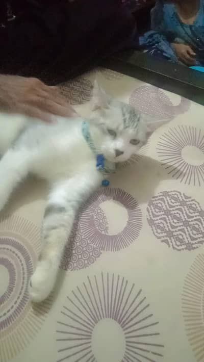 hivyv