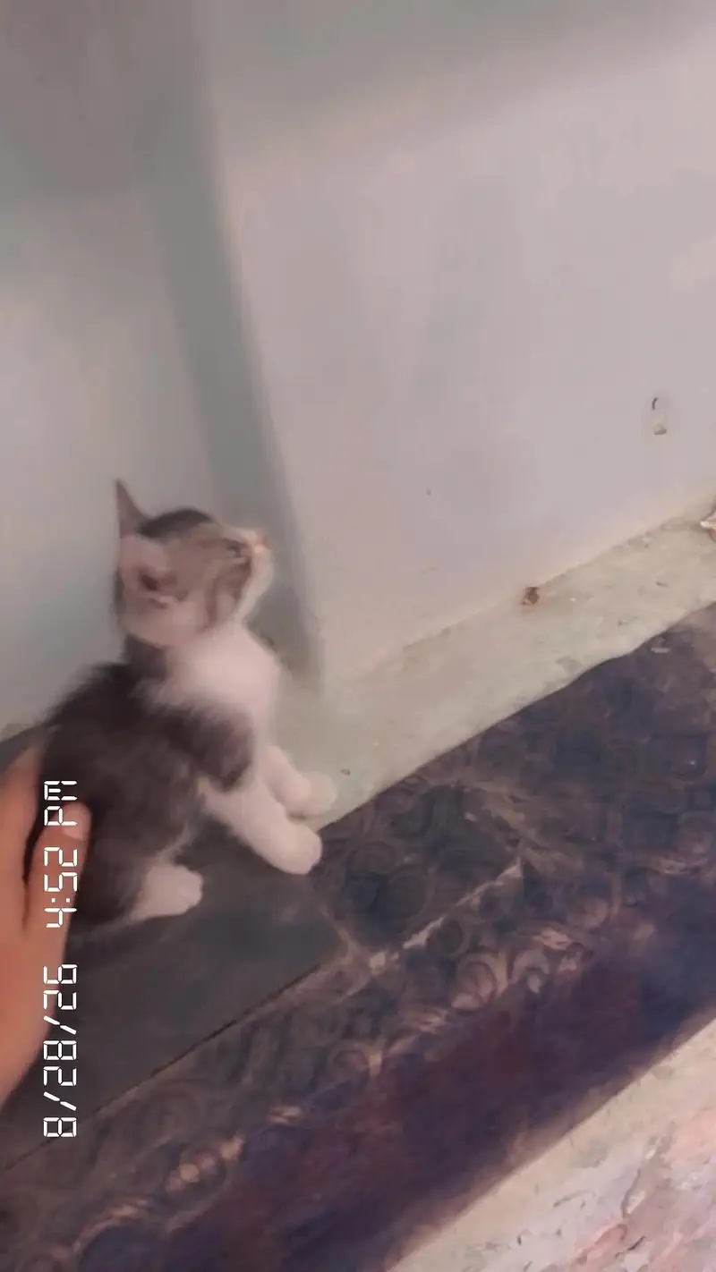 1 bili ha or Is Kay bachy 5 han ham sell karna chatay han — photo 2