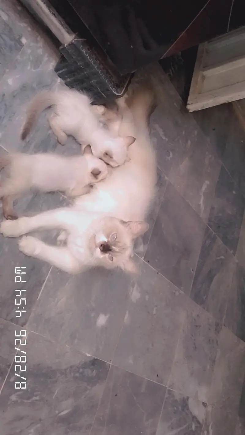 1 bili ha or Is Kay bachy 5 han ham sell karna chatay han — photo 6