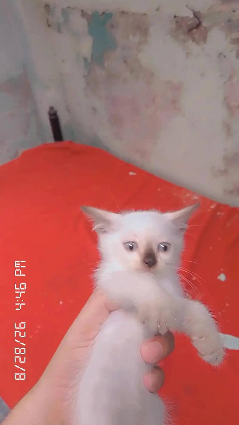 1 bili ha or Is Kay bachy 5 han ham sell karna chatay han — photo 8