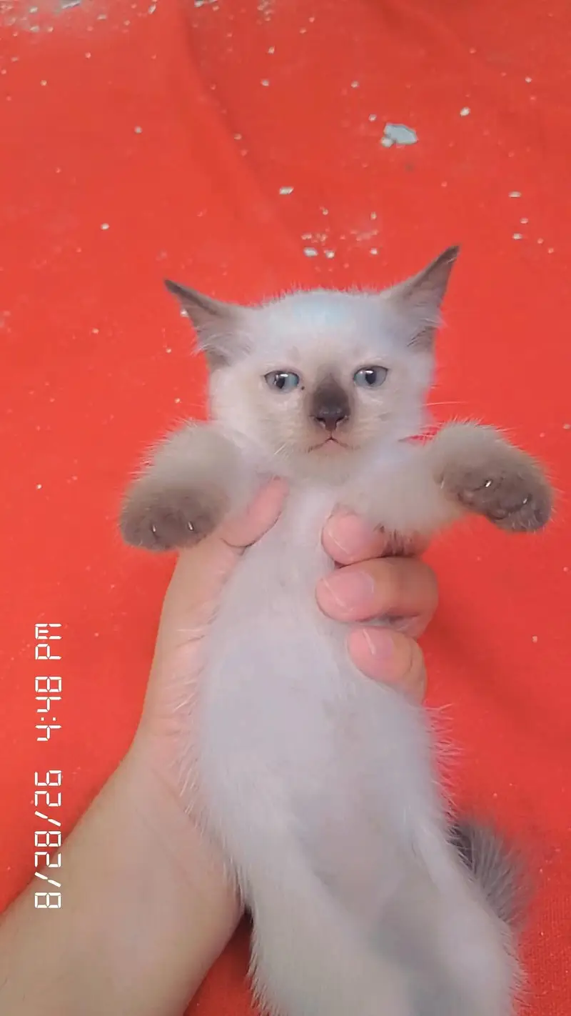 1 bili ha or Is Kay bachy 5 han ham sell karna chatay han — photo 9