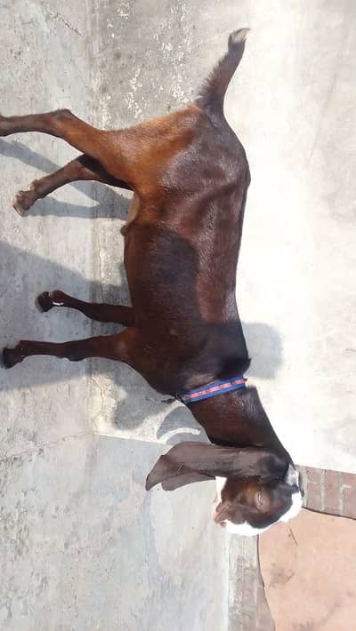 Goat kid breeder Quality whatsapp03244695410