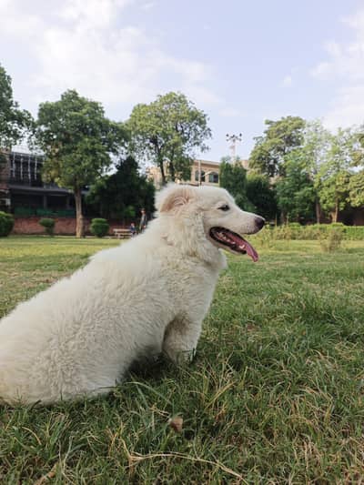 Russian dog | male | 9 months age | vaccinated | Healthy and active