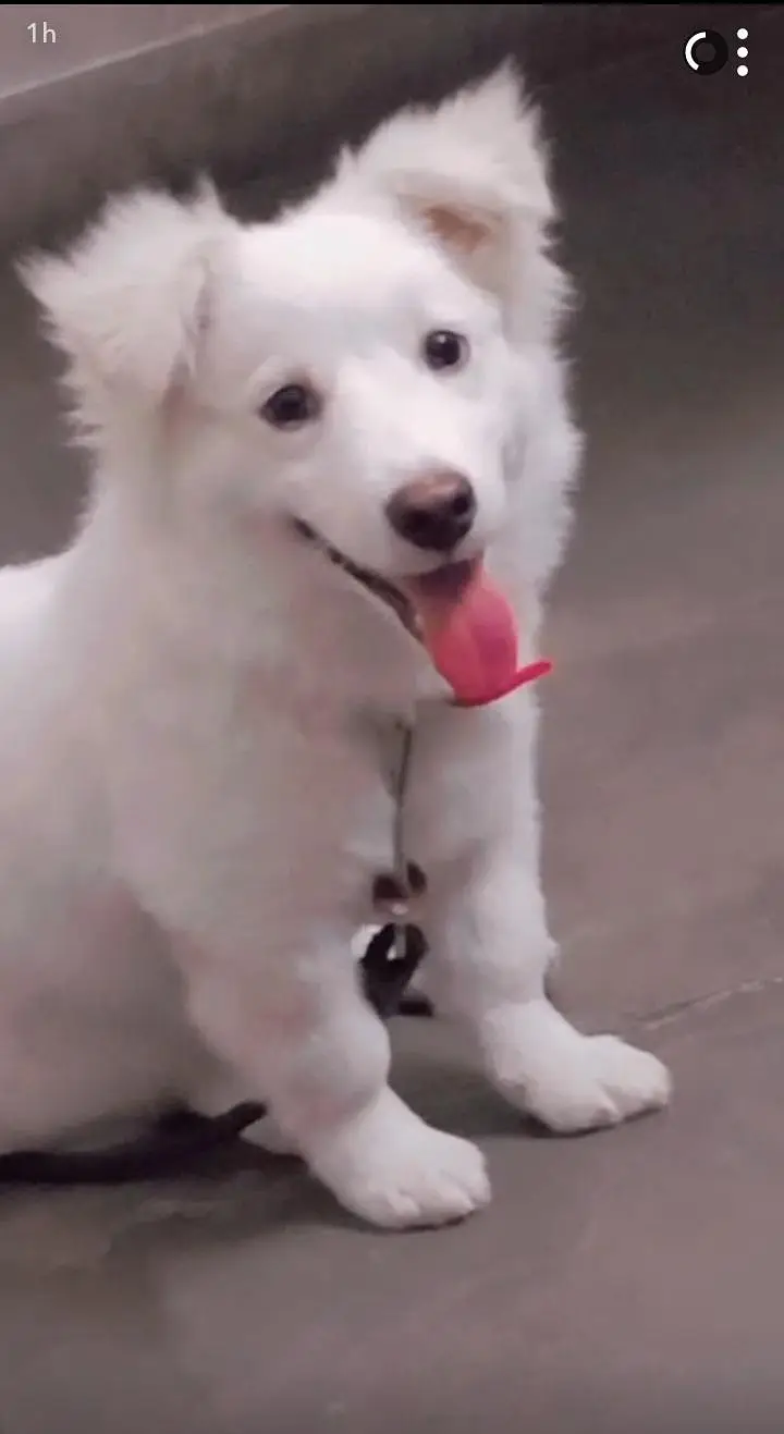 Russian dog | male | 9 months age | vaccinated | Healthy and active — photo 2