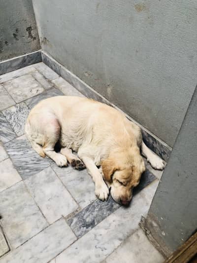 Pure Labrador