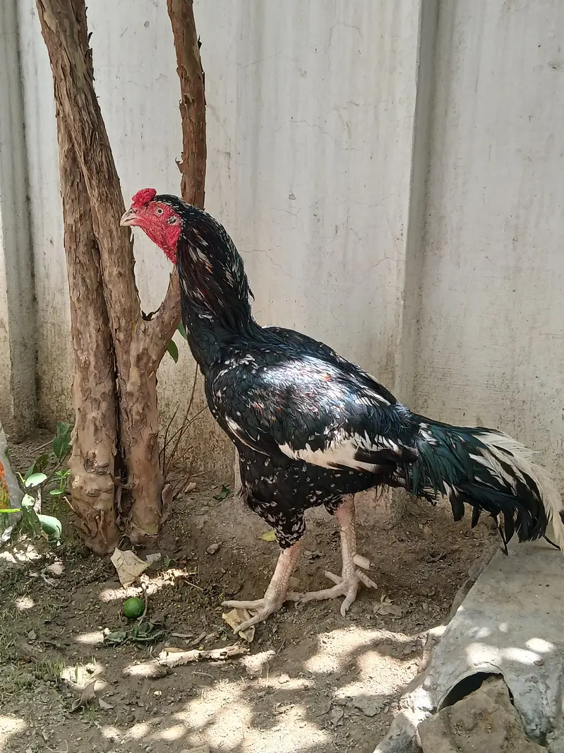 Aseel lasani cheena murga for sale exchange possible read add — photo 7