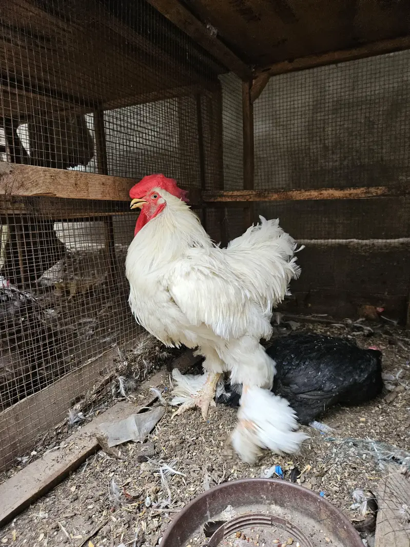 white heavy buff — photo 4