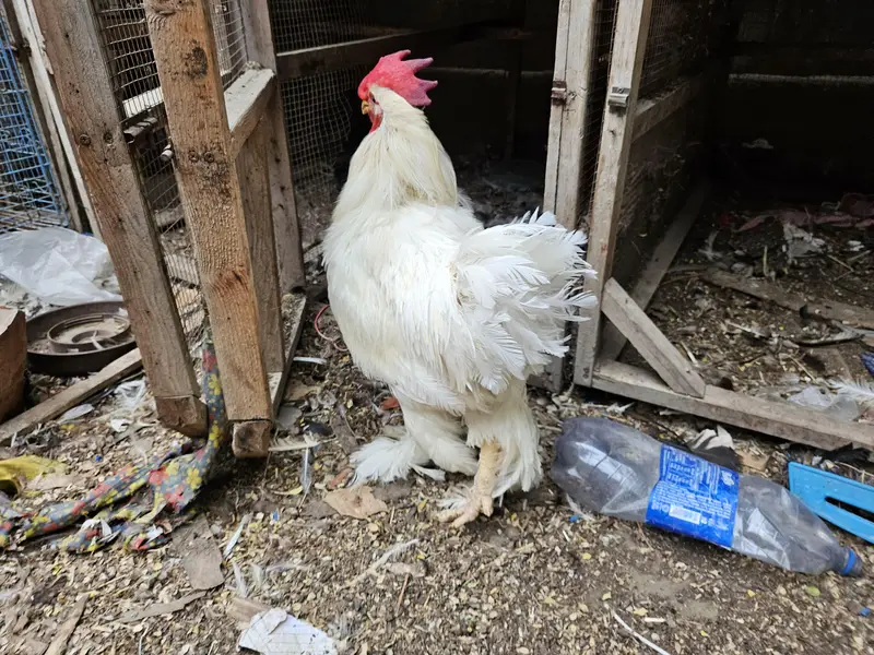 white heavy buff — photo 6