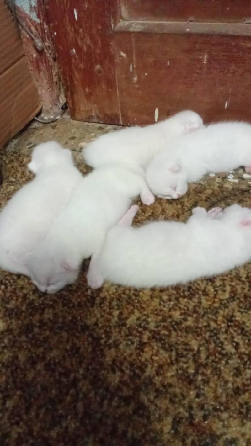 پرشین کیٹ کے کٹن   لینے کے لیے رابطہ کریں03251230030 3