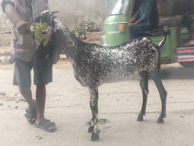 makkhi chini goat for sale