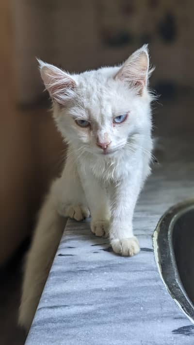 persion Male cat