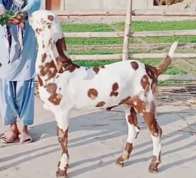 desi Bakra for sale