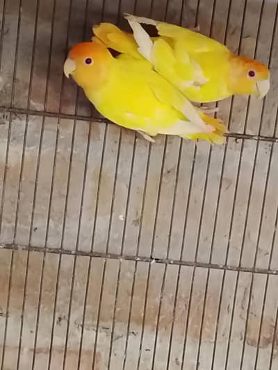 orange houd