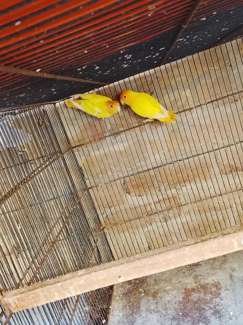 orange houd — photo 6