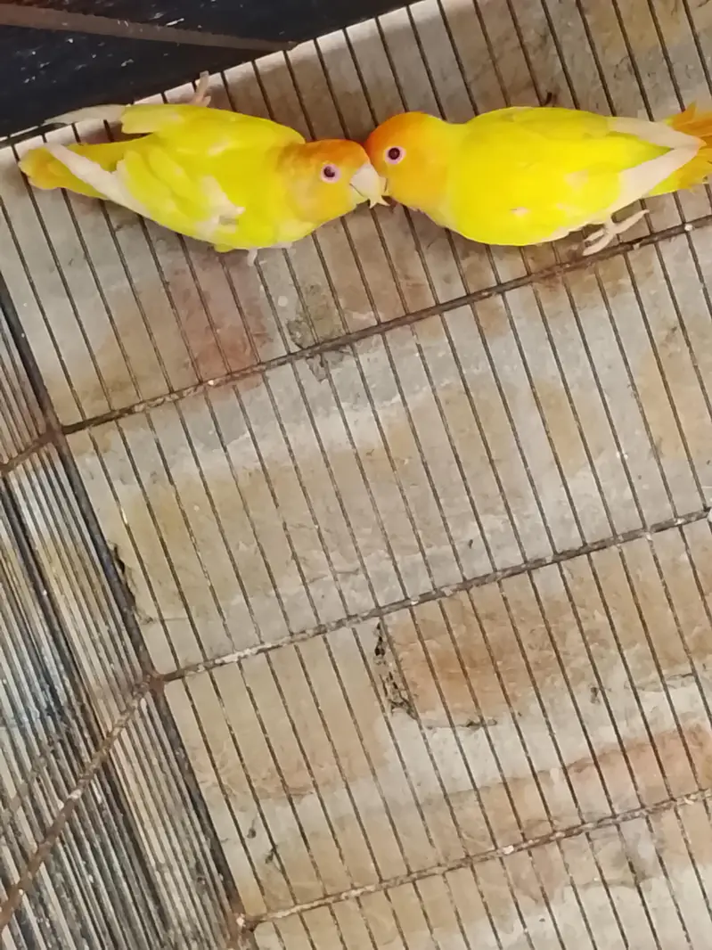 orange houd — photo 8