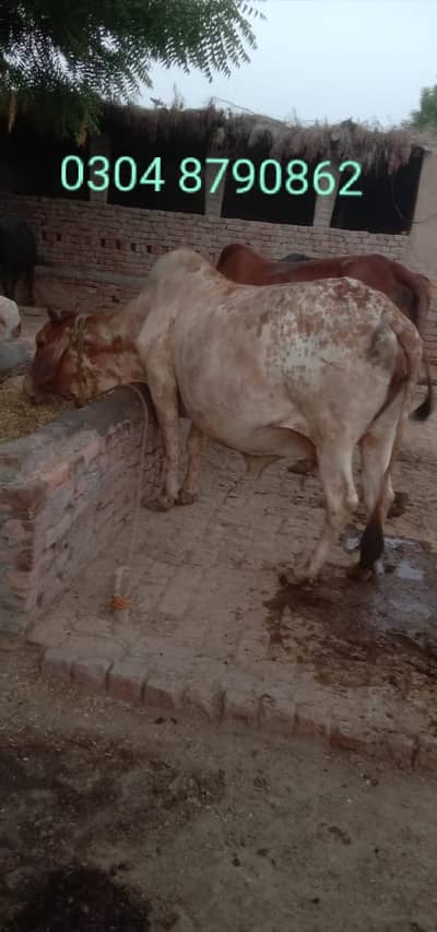 Cholistani + Cholistani Sahiwal Cow for Sale |