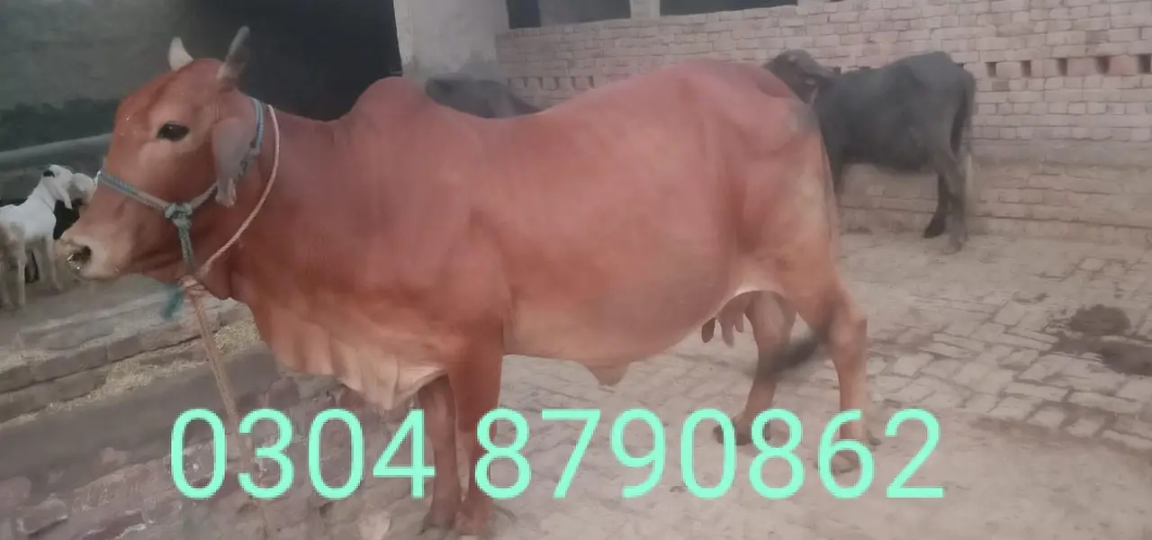 Cholistani + Cholistani Sahiwal Cow for Sale | — photo 2