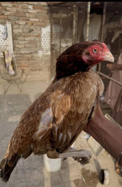 hight quality aseel 2 female 03156691336
