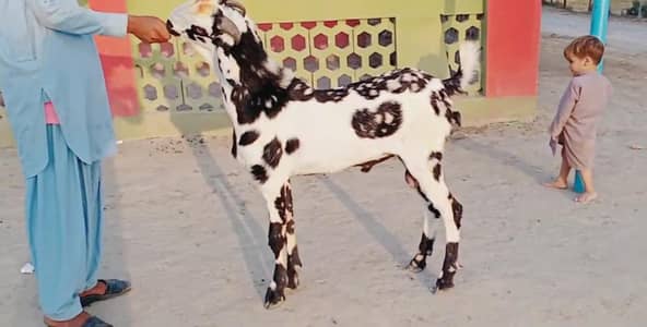 desi Bakra for Sale Mashallah