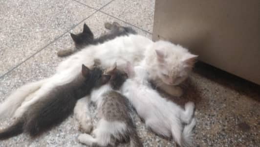 Persian Cat with kittens