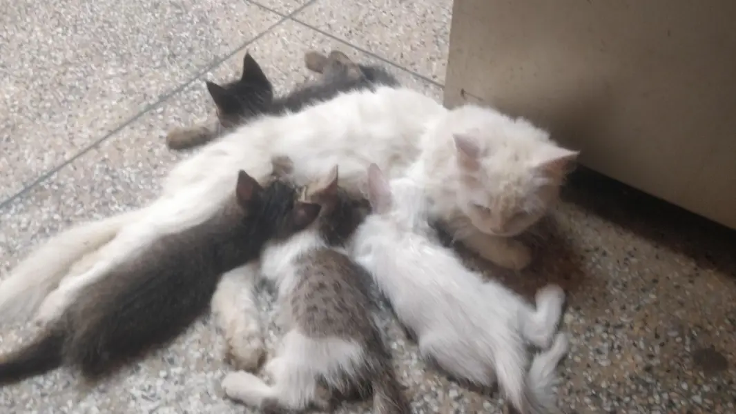 Persian Cat with kittens — photo 2