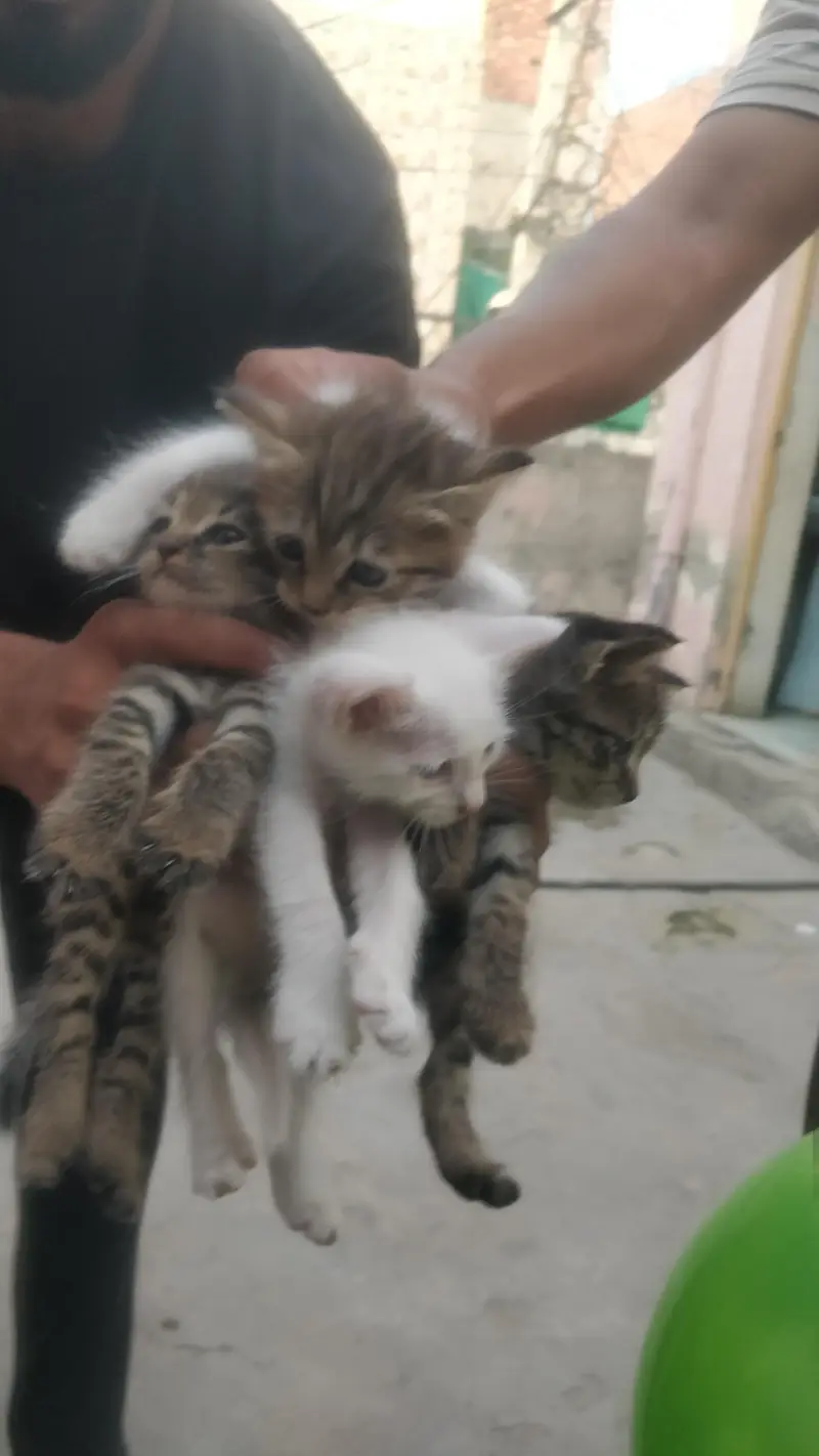Persian Cat with kittens — photo 3
