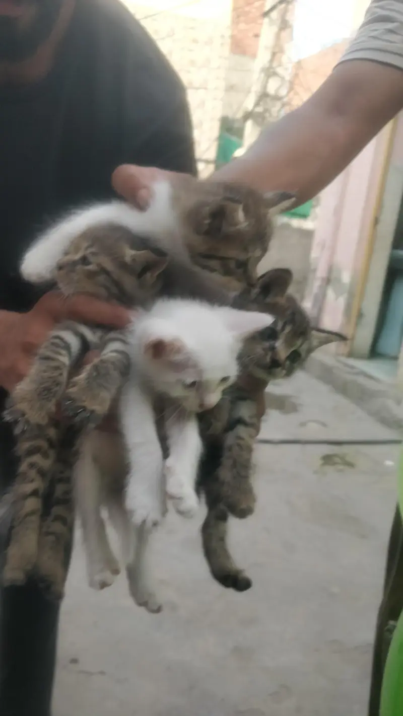 Persian Cat with kittens — photo 4