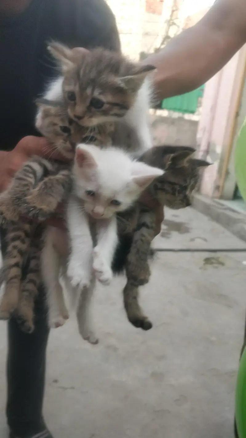 Persian Cat with kittens — photo 5