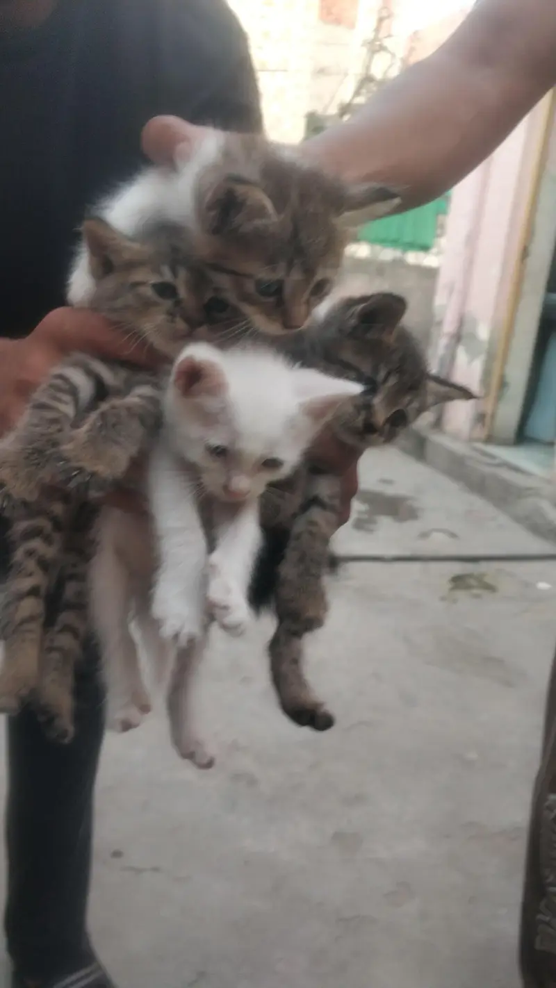 Persian Cat with kittens — photo 6