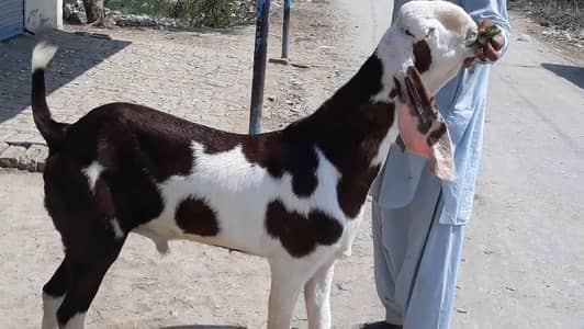 desi Bakra for sale