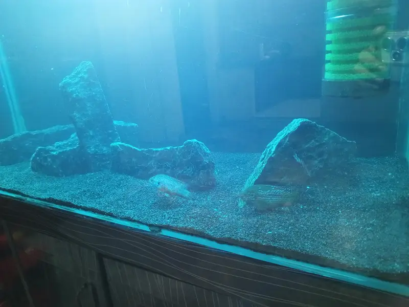 Fish Aquarium, Fish tank 3 fit 12 mm glass for sale — photo 5