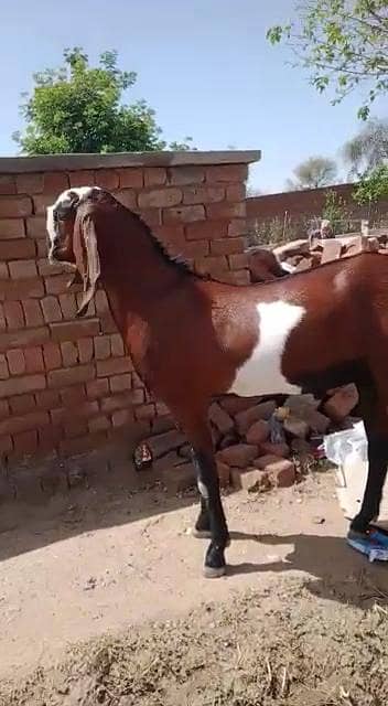 desi Bakra for Sale Mashallah