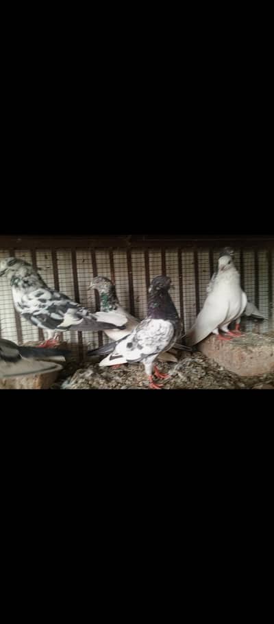 pigeons